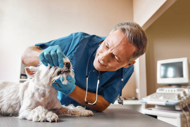 Best Emergency Treatment for Dental Infections or Abscesses in Andrews, NC